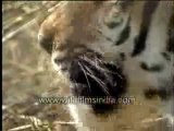 Tiger (close up)-MPEG-4 800Kbps-MPEG-4 300Kbps
