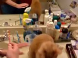 Chat qui aime bien se brosser les dents