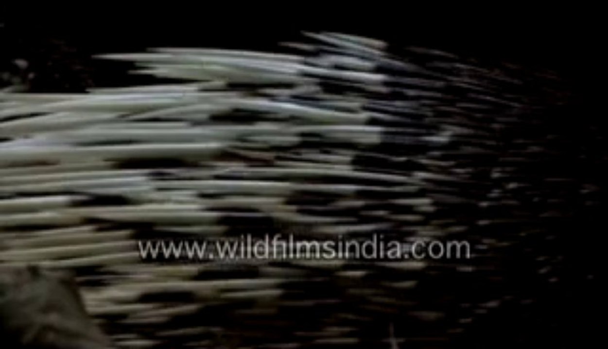 singapore-25-MPEG-4 800Kbps