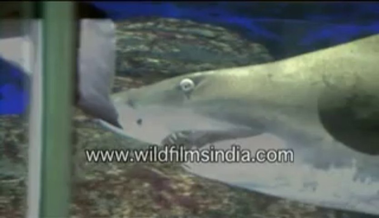 singapore-5-MPEG-4 800Kbps