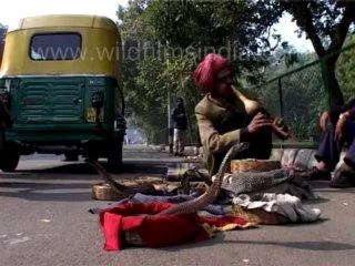 snake charmer-MPEG-4 800Kbps