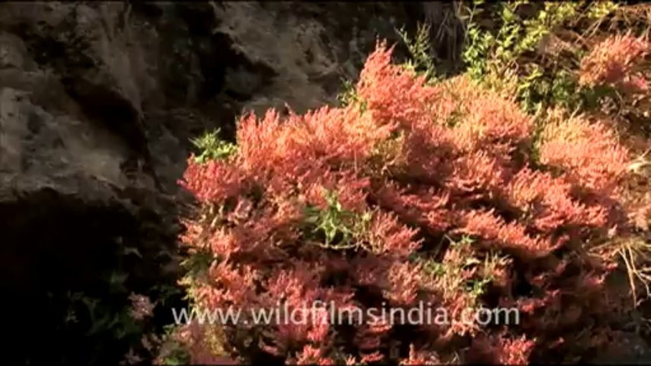 sorrel