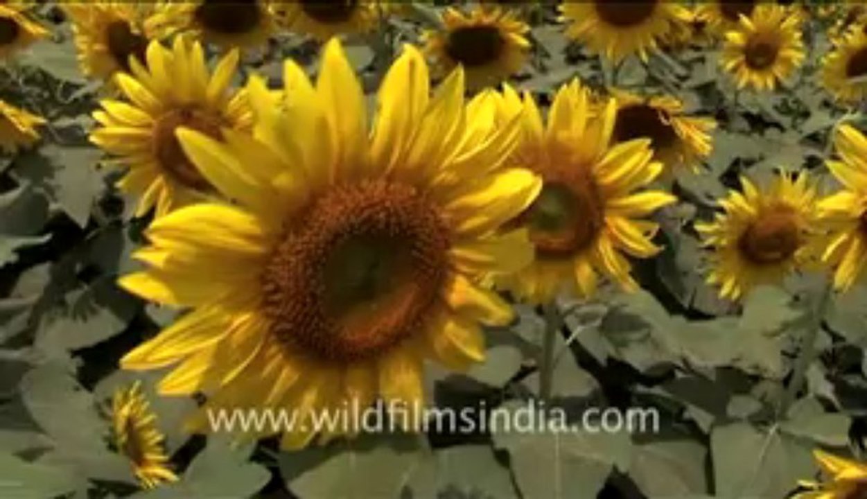Sunflowers