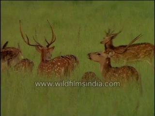 swamp deer-MPEG-4 800Kbps