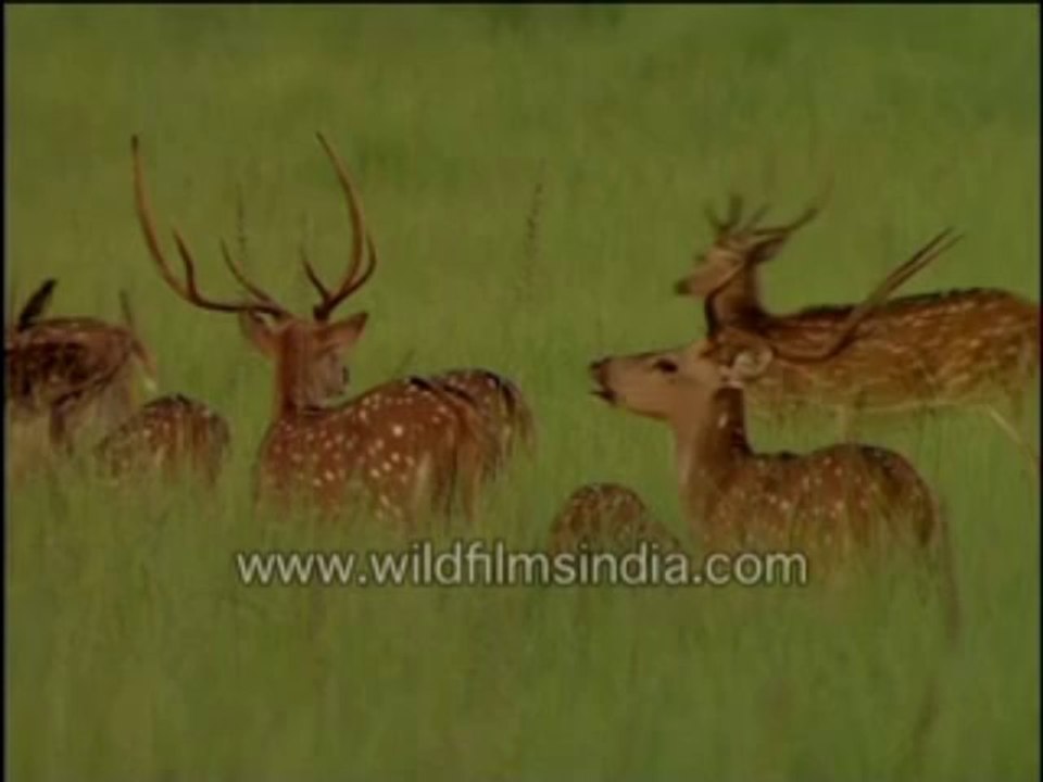 swamp deer-MPEG-4 800Kbps