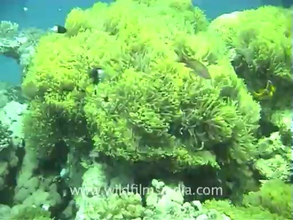 Under water clips_1