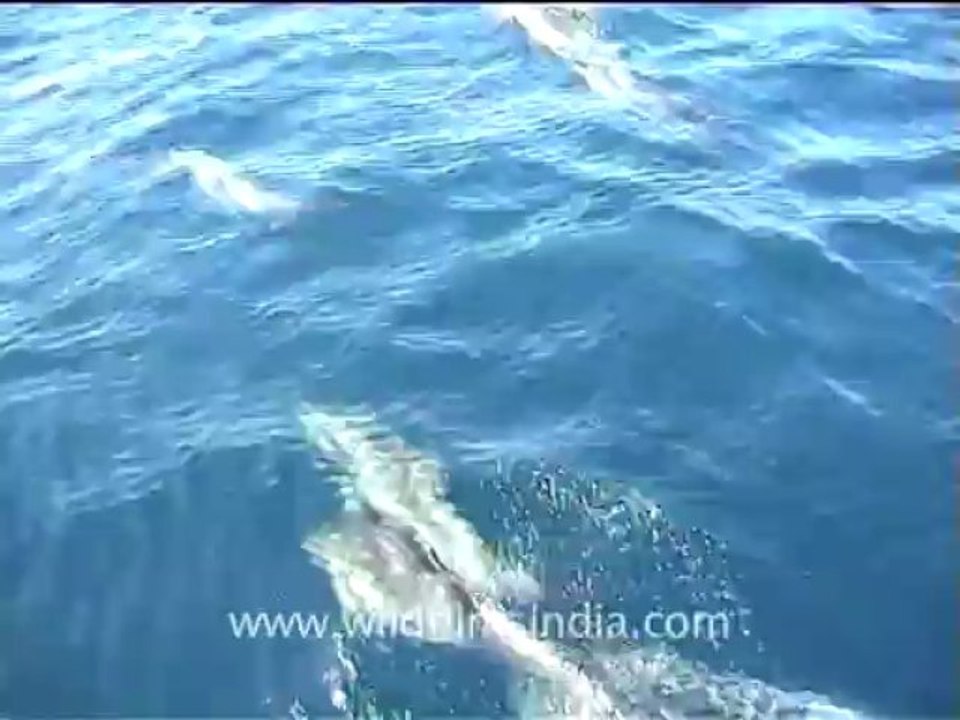 Under water clips_3