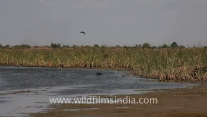 Velavadar Black Buck National Park_22