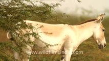 Velavadar Black Buck National Park_29