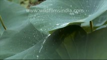 Water droplets on lotus leaves_3