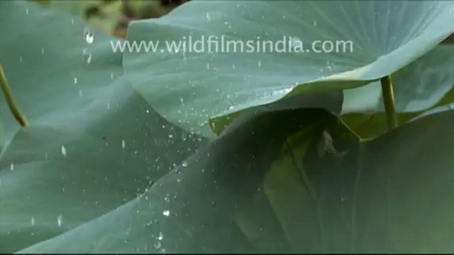Water droplets on lotus leaves_4