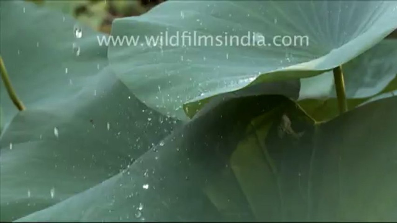 Water droplets on lotus leaves_4