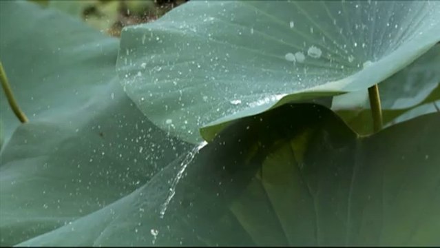 Water droplets on totus leaves_5
