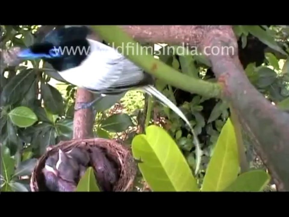 Wild and Adventurous_Eng VO-MPEG-4