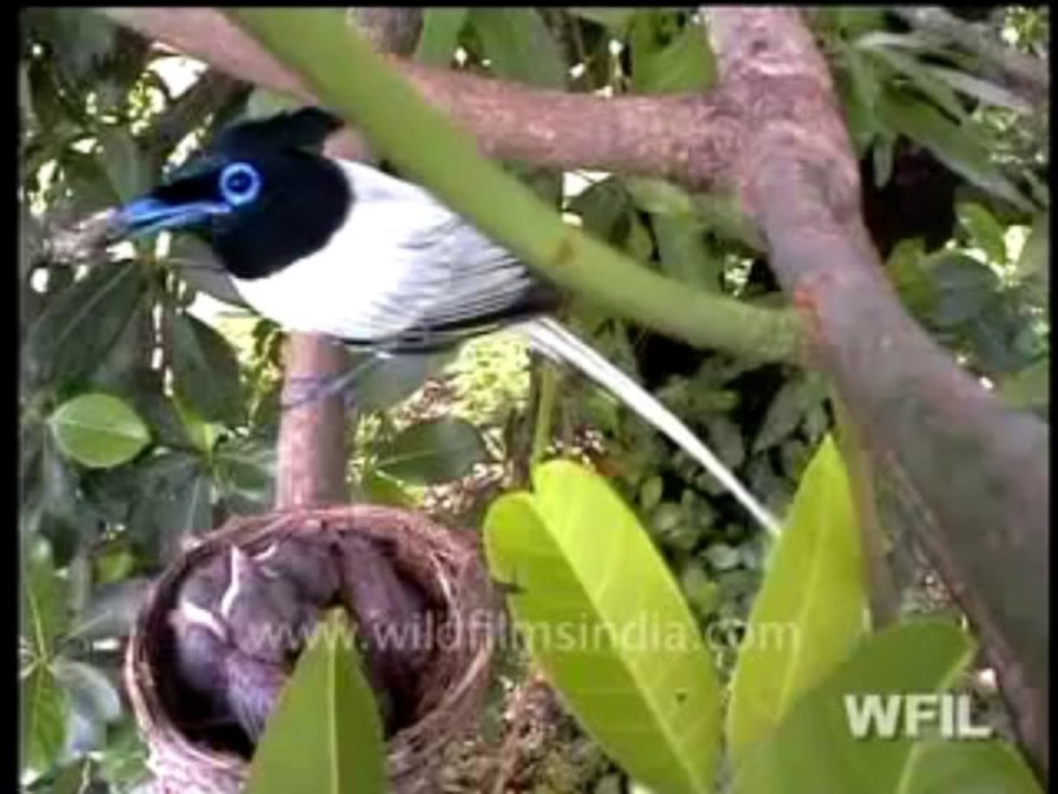 Wild India 24 hours-part-2-MPEG-4 800Kbps