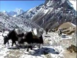 Yaks and donkeys carrying luggage-MPEG-4 800Kbps