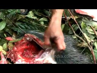 Animal slaughter-dvd-172-2