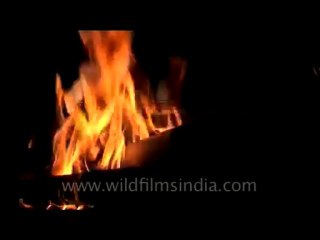 Animal slaughter-DVD-173-3