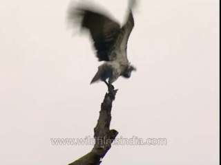 Bird-corbett-BD-191-3
