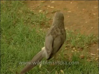 Birds-Babbler-DVD-163-1
