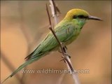 Birds-Beeeater-DVD-163-1