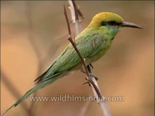 Download Video: Birds-Beeeater-DVD-163-1