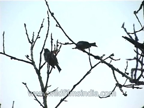 Birds-Black Bulbul-DVD-187-7