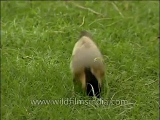 Video herunterladen: Birds-Brahminy myna-DVD-163-1