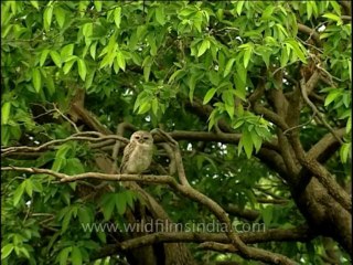 Birds-dvd-209-19
