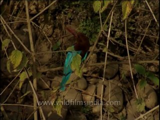 Birds-dvd-209-4
