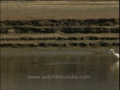 Birds-egret-dvd-209-1