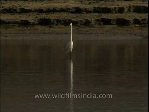 Birds-egret-dvd-209-2