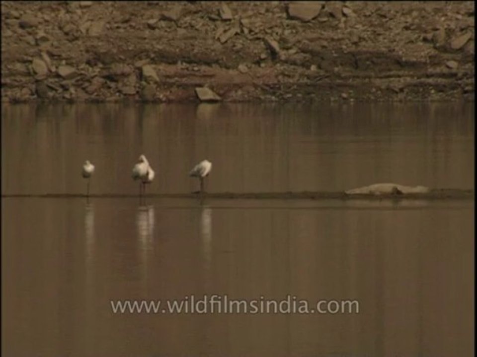 Birds-egret-dvd-209-3