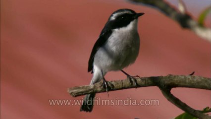 Birds-Landour-hdc-no name-7