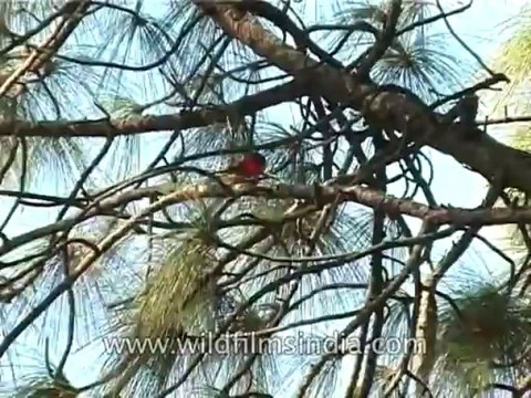 Birds-Minivet-DVD-187-2