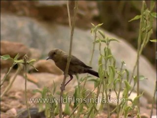 Télécharger la video: Birds-Misc-DVD-163-5