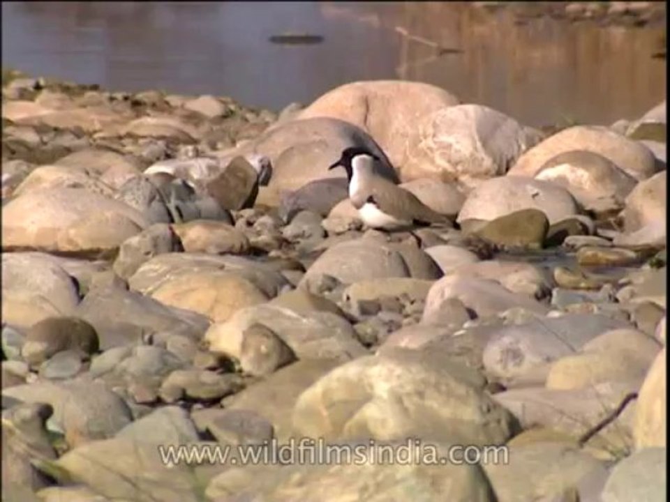 Birds-misc-DVD-205-3