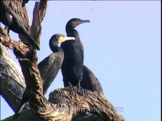 Birds-misc-DVD-205-4