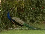 Birds-peafowl-DVD-163-1