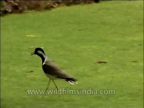 Birds-red wattled lapwing-DVD-163-1