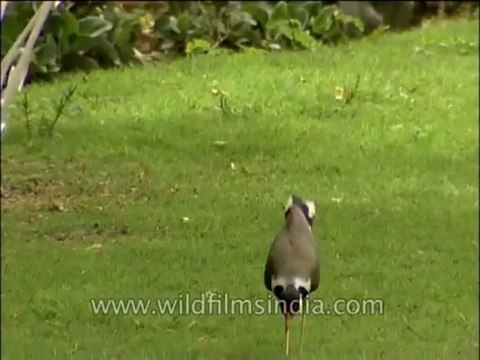 Birds-red wattled lapwing-DVD-163-2