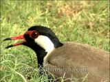 Birds-red wattled lapwing-eggs-DVD-163-4