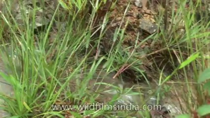 Cherrapunji-HDV-552-Tape-3-9