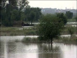 Delhi-Lotus temple-DVD-173-1