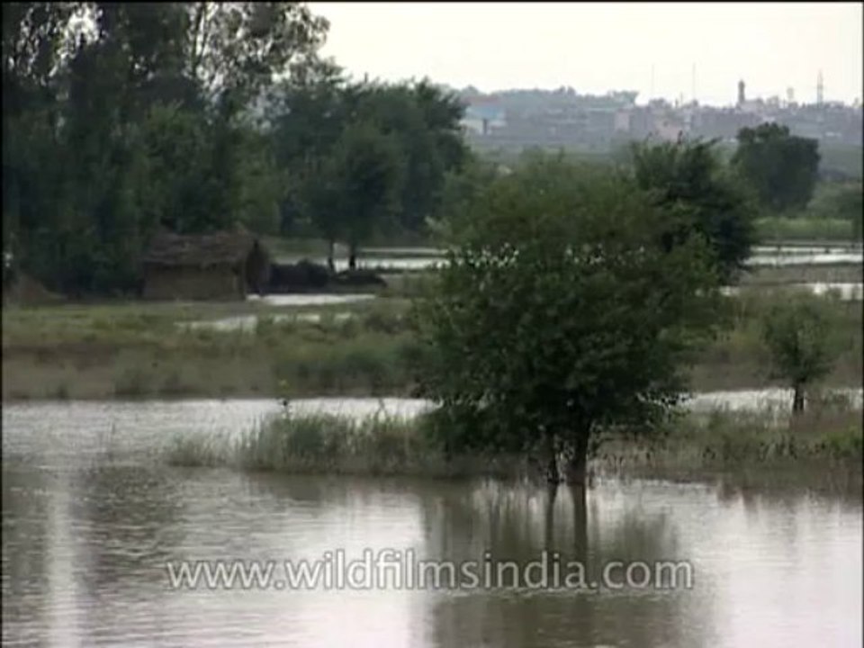 Delhi-Lotus temple-DVD-173-1