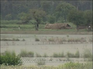 Delhi-Lotus temple-DVD-173-2