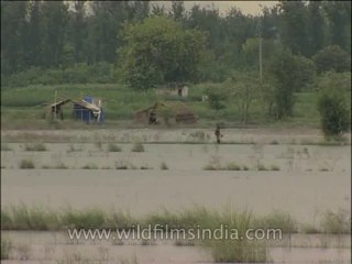 Delhi-Yamuna-DVD-173-1