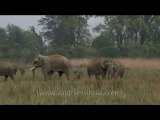 DVD-134-wildlife-elephants-16-2