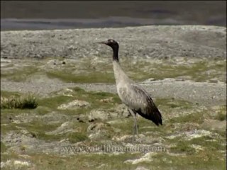 DVD-137-birds-Blackneckedcrane-3