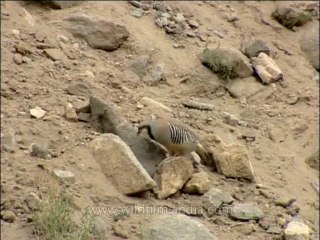 DVD-137-birds-chukor